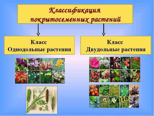 
    Классификация цветковых растений. 6-й класс

      