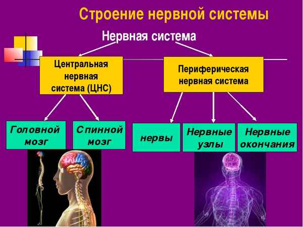 
    Нервная система. 8-й класс

      