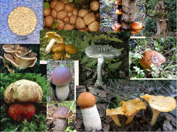 
    Урок окружающего мира "Многообразие грибов" ("В лес по грибы"). 1-й класс. УМК "Гармония"

      