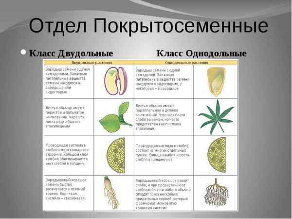 
    Многообразие покрытосеменных растений. Признаки двудольных и однодольных растений

      