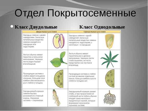 Семейства покрытосеменных растений. Отдел Покрытосеменные Однодольные и двудольные. Отдел Покрытосеменные класс двудольные. Растения класса однодольных и двудольных растений. Классификация покрытосеменных Однодольные и двудольные.