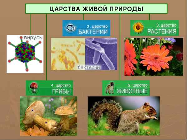 
    Урок природоведения в 5-м классе "Царства живой природы"

      