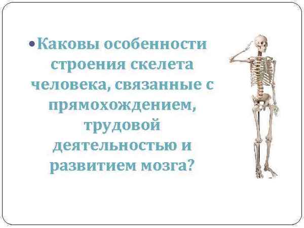 
    Скелет человека, его приспособление к прямохождению, трудовой деятельности. Изменения, связанные с развитием мозга и речи

      
