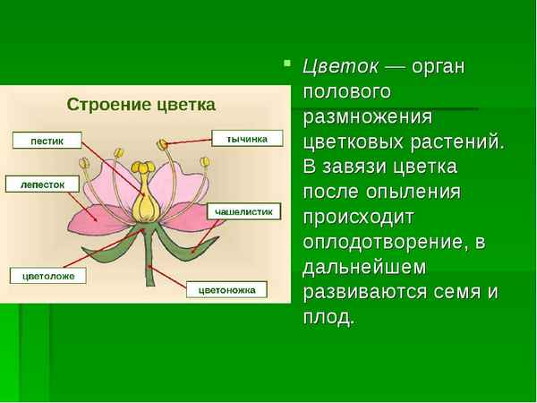 
    Цветок – орган полового размножения

      