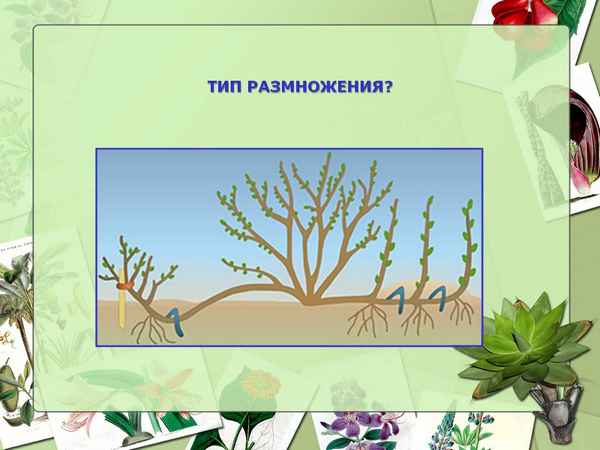 
    Урок с использованием ИКТ "Способы размножения растений"

      