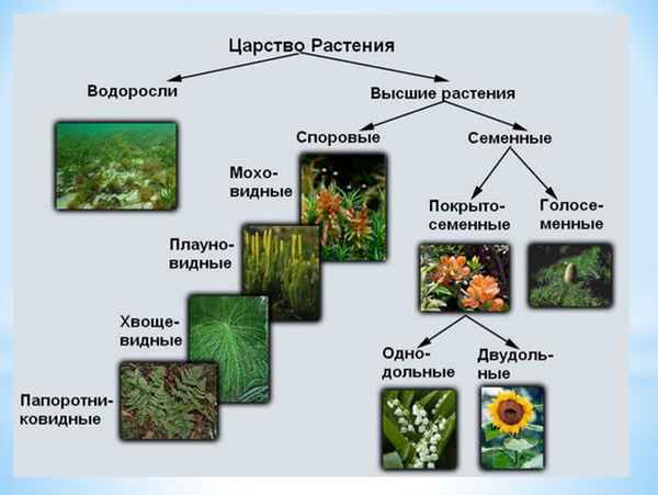 
    Зачетно-обобщающий урок по теме "Царство растений"

      