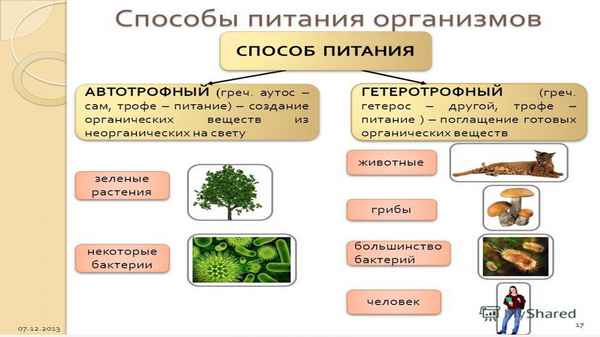 
    Питание. Особенности питания растительного организма

      