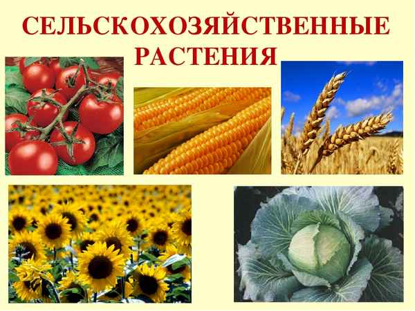 
    Урок биологии по теме "Сельскохозяйственные растения, или Растения-переселенцы". 6-й класс

      