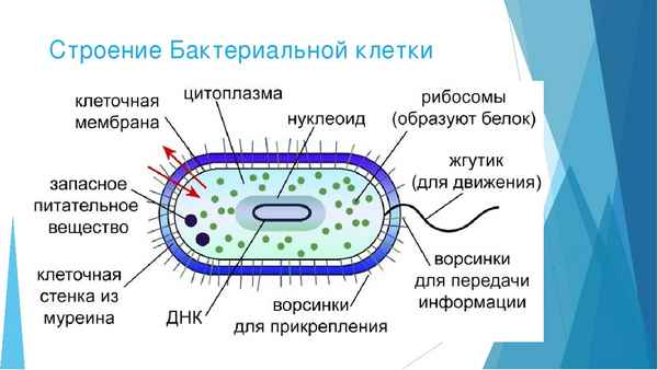 
    Прокариотические клетки; форма и размеры. Строение цитоплазмы бактериальной клетки. 10-й класс

      
