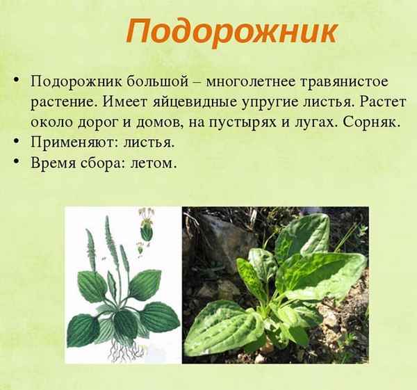 
    Лекарственные растения. 5-й класс

      