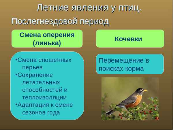 
    План-конспект занятия на тему "Гнездовой период в жизни птиц"

      