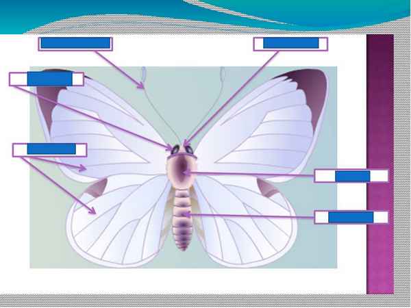 
    Разработка урока биологии с элементами гуманной педагогики "Эти летающие цветы – бабочки!" для 7-го класса

      