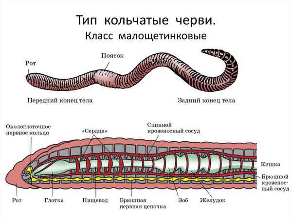 
    Тип кольчатые черви. Класс малощетинковые. Внешнее строение и поведение дождевого червя

      