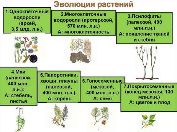 
    Урок-игра "Эволюция растений. Культурные растения"

      