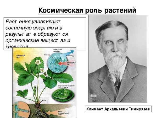 
    Тема урока: "Космическая роль растений"

      