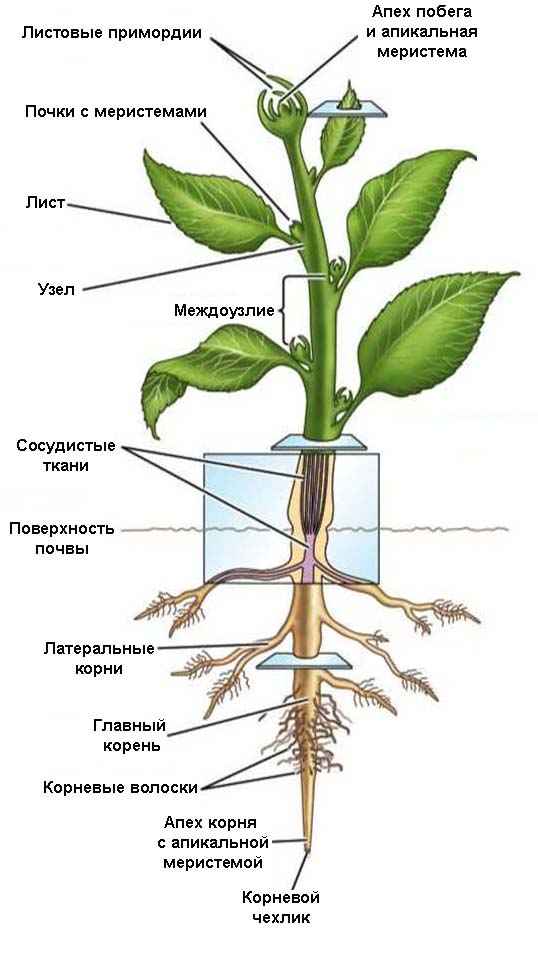 
    Урок ботаники "Внешнее строение корня, почки у листа". 6-й класс

      