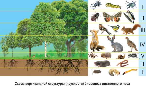 
    Урок биологии "Биоценоз леса"

      
