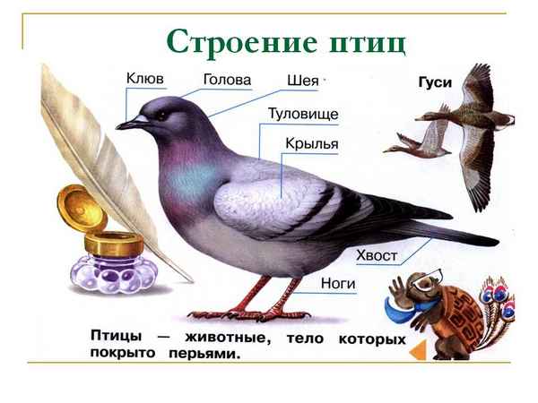
    Урок-игра по биологии "Птицы"

      