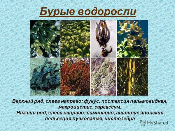 
    Размножение и развитие водорослей. Многообразие водорослей, их роль в природе и пpaктическое значение

      