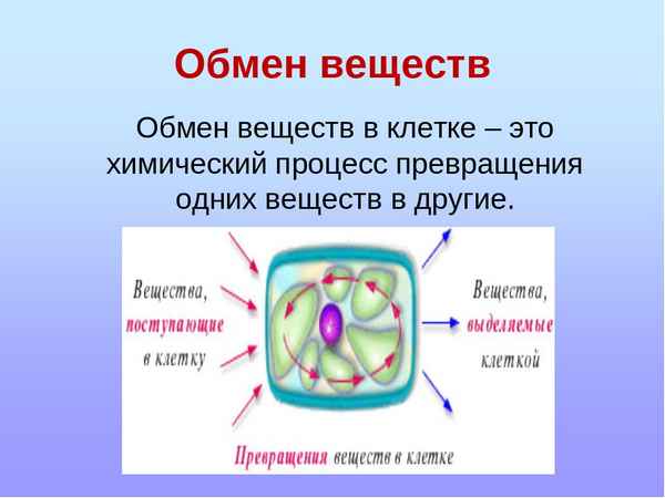 
    Обмен веществ в клетке (метаболизм). 10-й класс

      