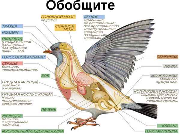 
    Урок биологии. Тема: "Класс птицы. Приспособления к полету в строении птиц". 7-й класс

      