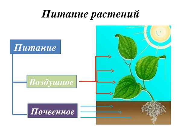 
    Разработка урока биологии по теме "Воздушное питание растений". 6-й класс

      
