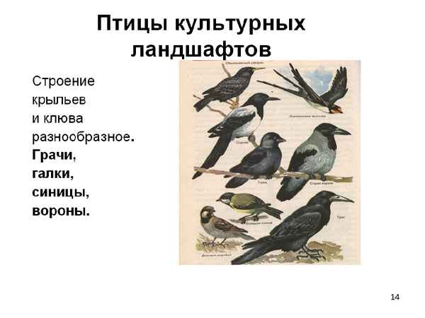 
    Урок биологии для 7-го класса по теме "Экологические группы птиц. Птицы культурных ландшафтов"

      