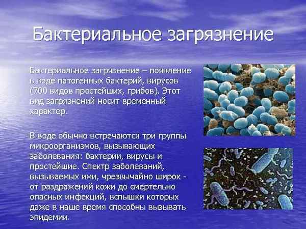 
    Бактерии, их роль в жизни человека. Микробное загрязнение Черного моря

      