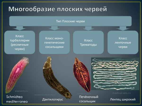 
    Разнообразие плоских червей

      