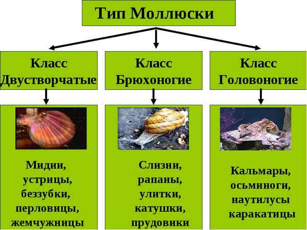 
    Обобщающий урок по теме "Тип моллюски"

      