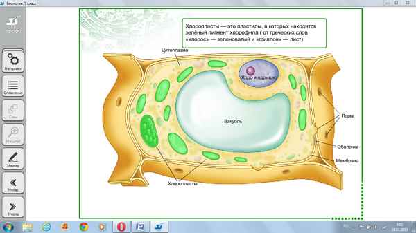 
    Урок биологии по теме "Строение клетки". 5-й класс

      