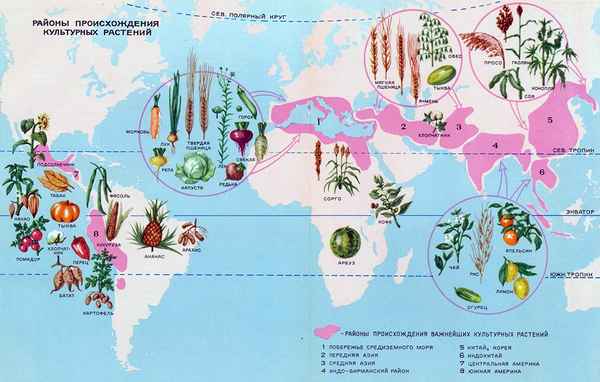 
    Интегрированный урок "биология + география" по теме "Многообразие и происхождение культурных растений". 6-й класс

      