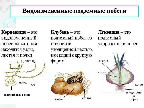 
    Урок биологии по теме "Видоизменённые подземные органы картофеля и лука". 6-й класс

      