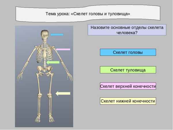 
    Урок ИКТ по теме "Скелет человека"

      