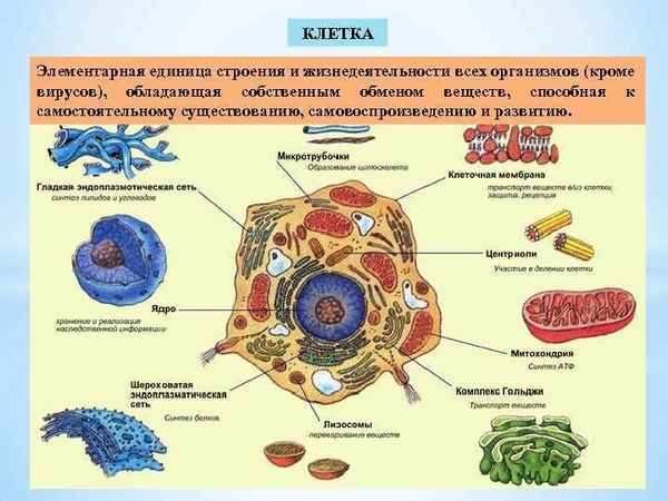 
    Урок биологии по теме "Клетка – единица строения и жизнедеятельности растительного организма"

      