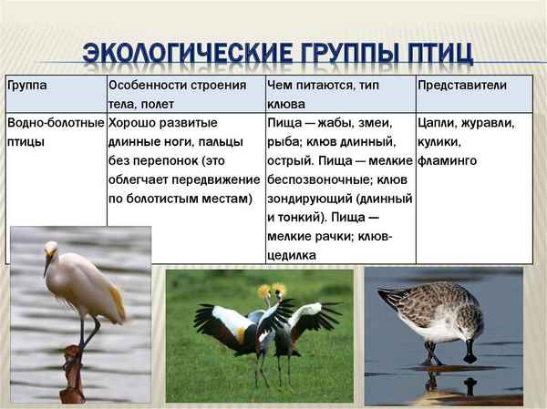 
    Урок биологии по теме "Многообразие птиц. Экологические группы птиц". 7-й класс

      