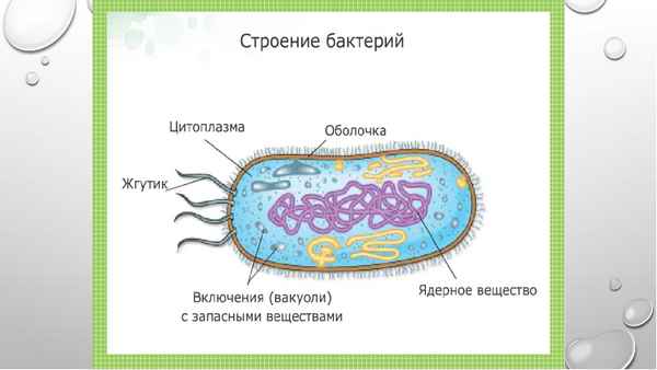 
    Урок биологии по теме "Бактерии: строение и жизнедеятельность". 5-й класс

      