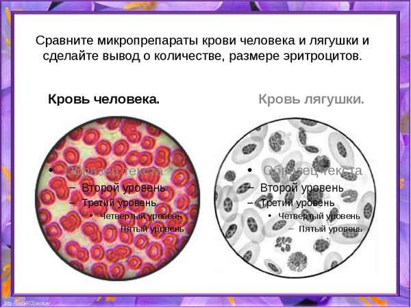 
    Урок биологии по теме "Кровь (обобщение)". Лабораторная работа "Микроскопическое строение крови человека и лягушки"

      