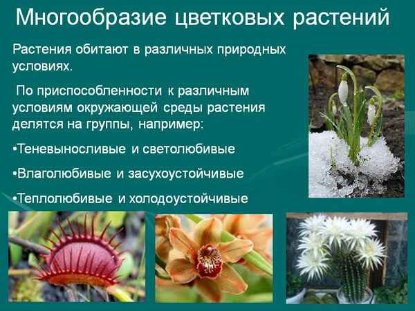 
    Многообразие цветковых растений

      