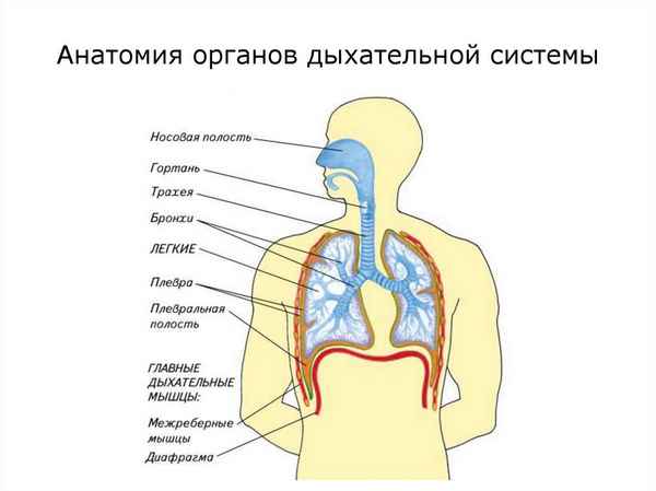 
    Дыхательная система

      