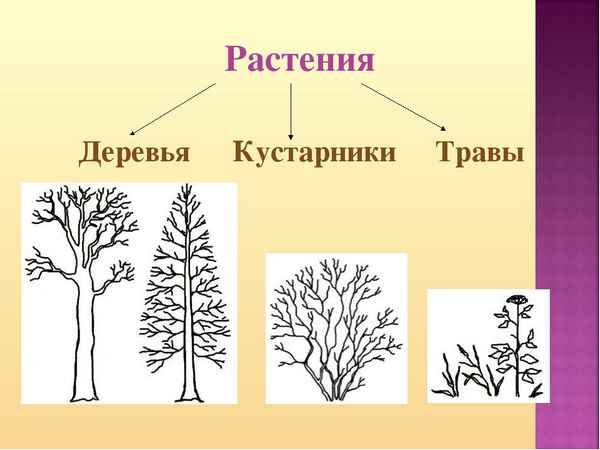 
    Тема урока "Деревья и кустарники". 2-й класс

      