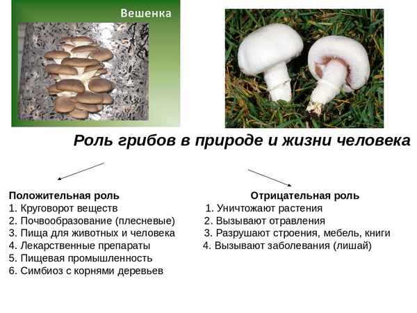 
    Урок на тему "Роль грибов в природе и жизни человека". 6-й класс

      