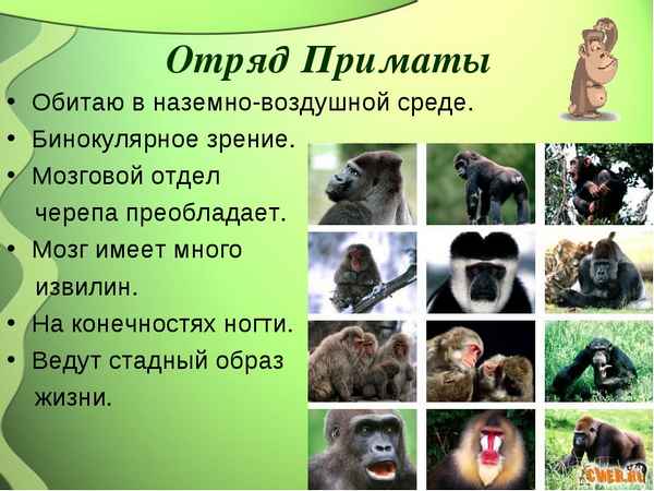
    "Класс млекопитающие. Отряд приматы"

      