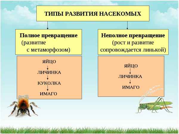 
    Урок биологии по теме "Развитие насекомых". 7-й класс

      