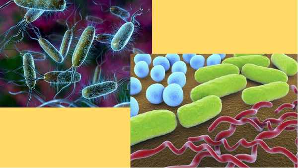 
    Урок по теме "Бактерии"

      