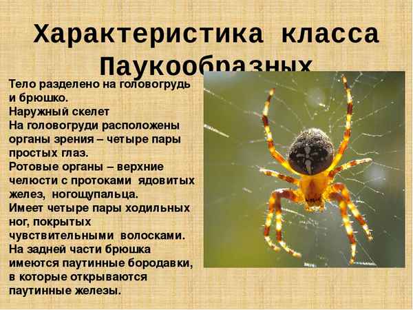 
    "Поговорим о паукообразных". 7-й класс

      