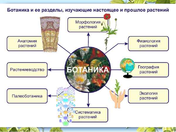 
    Открытое занятие по дисциплине "Ботаника" на тему "Определение растений"

      