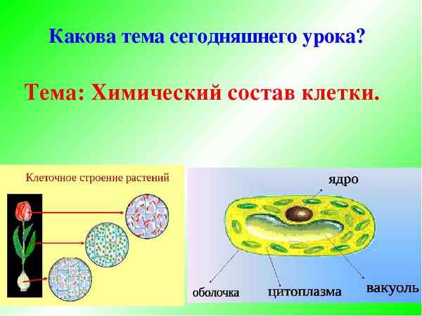 
    Методическая разработка урока биологии по теме "Химический состав клетки". 6-й класс

      