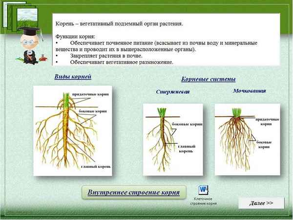 
    Урок биологии по теме "Органы цветкового растения. Корень. Строение корневых систем"

      