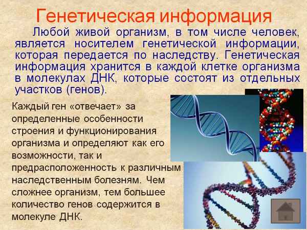 
    Урок биологии по теме "Генетическая информация". 10-й класс

      